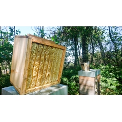 Essaim warré bio 2024