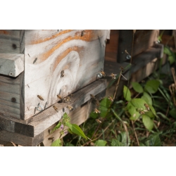 Essaim warré bio 2024